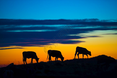 日落时吃草的牛群剪影图片
