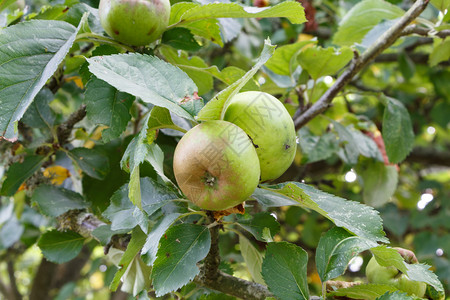 水果夏季在园的苹树上成熟户外叶子图片