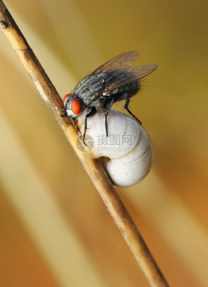 一只苍蝇坐在蜗牛的贝壳上坠入了夏季冬眠自然六月飞图片