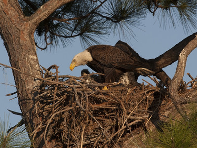 鸟迈尔斯松树巢上的秃鹰猛禽图片