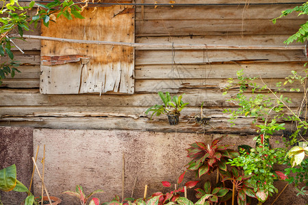 生长种植的物与旧茶叶环绕着衣服的房子对立东腐烂图片