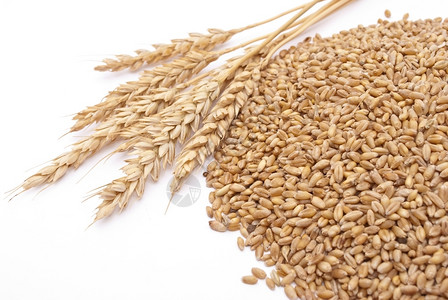 健康植物粮食小麦耳朵图片