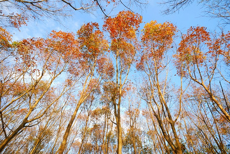 蓝天白云下的秋天树木图片