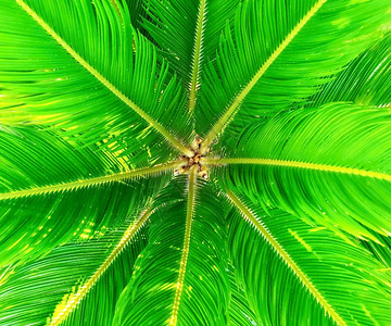 全框架抽象背景带有绿细胞叶植物群分支热带背景图片