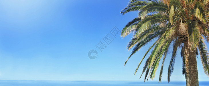 自然夏天蓝前海棕榈树全景蓝天海顶棕榈树全景叶图片