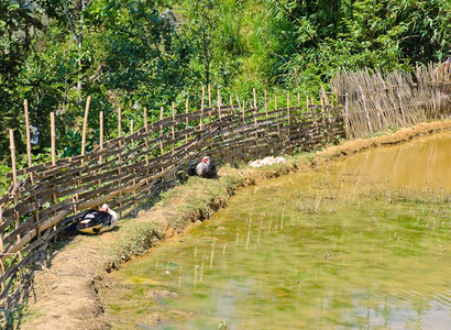 热带竹子围栏和池塘边缘的鸭子沙巴水图片