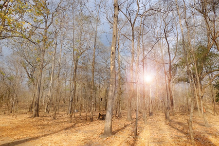 树干夏季的阳光日森林自然背景死的公园图片