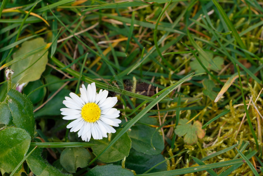 花园里的一朵白菊图片