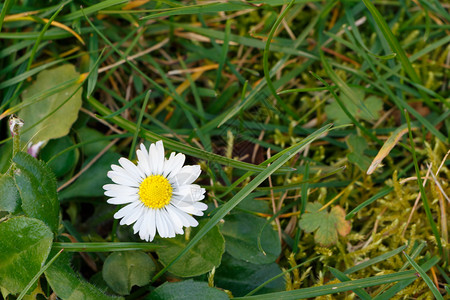 花园里的一朵白菊图片