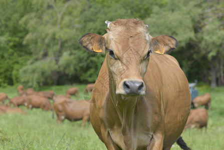 草原上美丽的棕褐高山牛图片