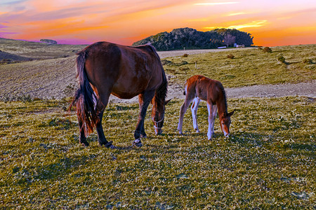 夏天农村日落时在夏季牧草上骑着马的青野黄昏图片