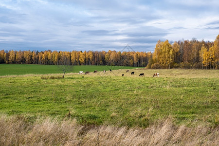 秋天草地上的牛群背景图片
