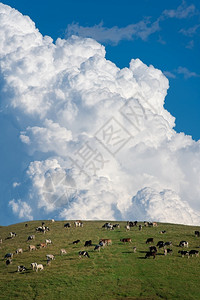 蓝天下草原上羊群背景图片