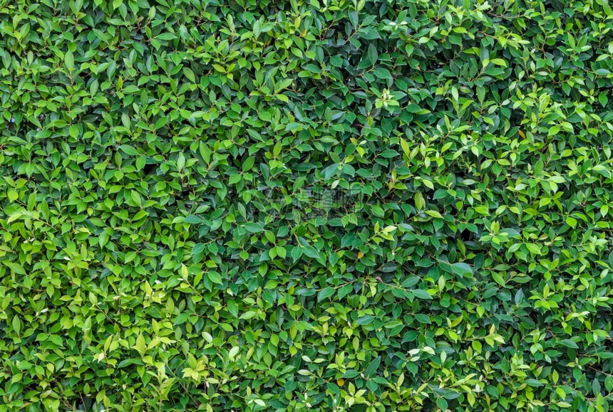 绿叶墙背景户外植物灌木图片
