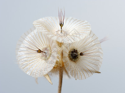 白色的花朵图片