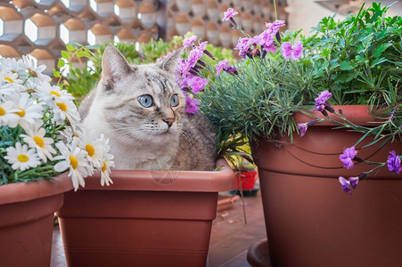花盆中间的植物锅里猫城市开花动物图片