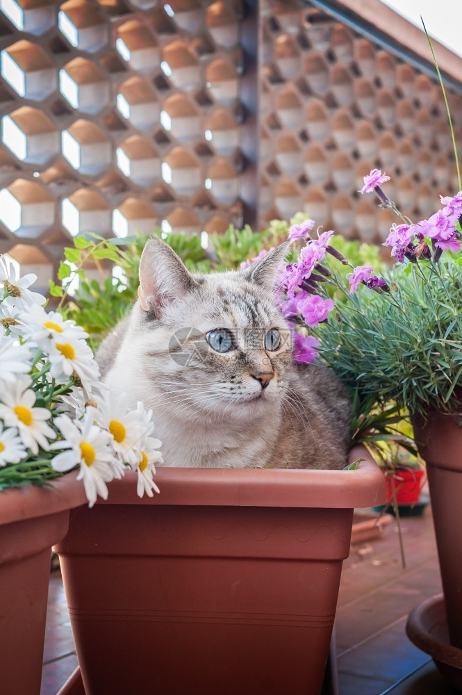 花盆中间的植物锅里猫动物城市可爱的图片