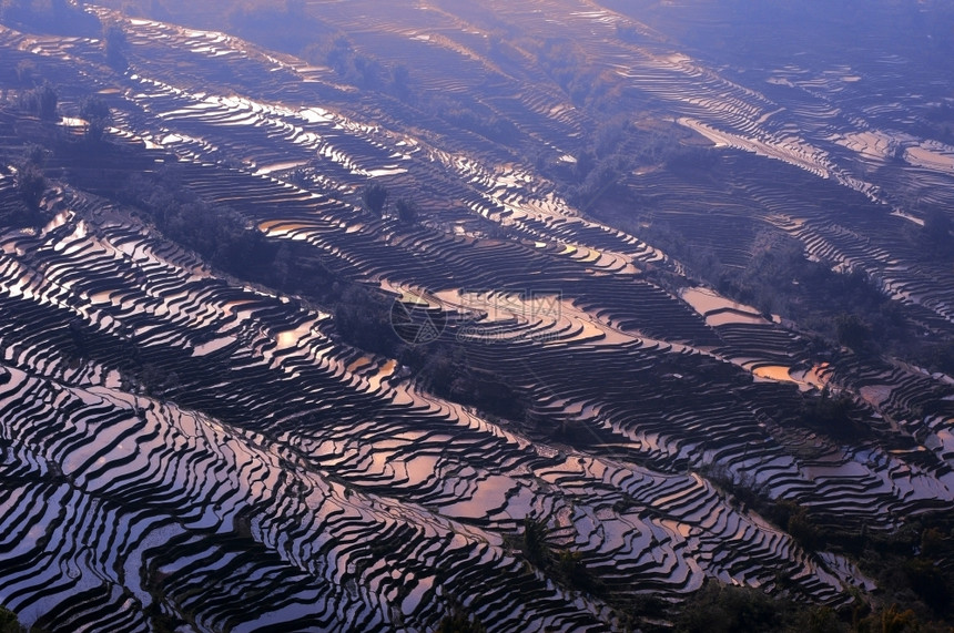 植物阳台梯田云南地区著名的田大米图片