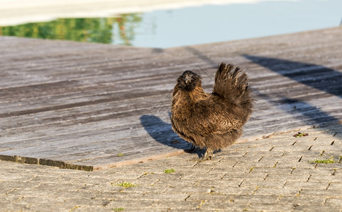 水母鸡在游泳池附近的棕色丝绸鸡肉靠近动物背景