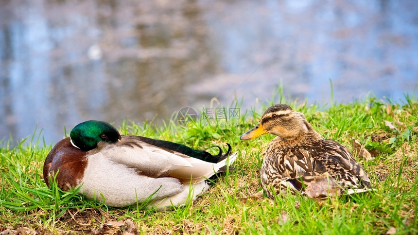 池塘旁草地上两只鸭子自然喙野生动物图片