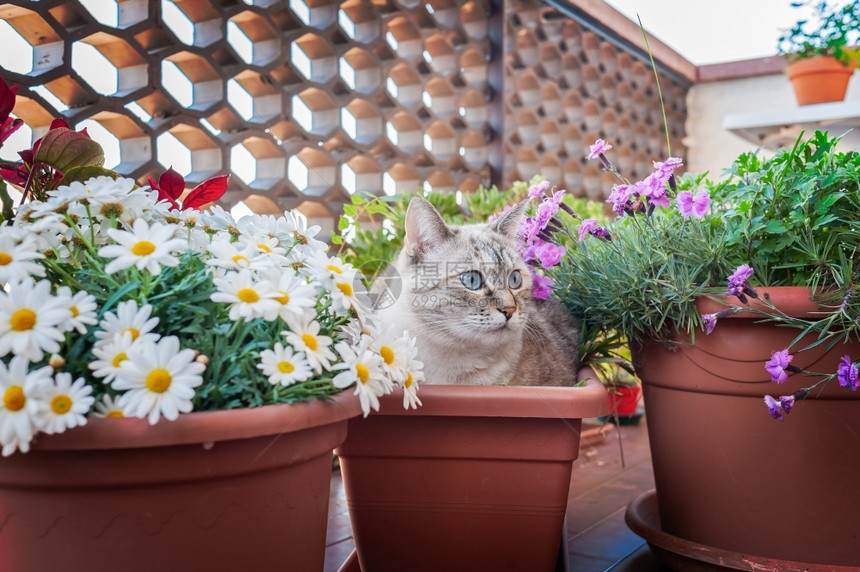 蹲在花盆里的可爱猫咪图片