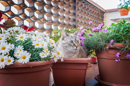 蹲在花盆里的可爱猫咪图片