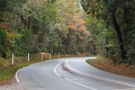 秋季森林里的道路图片