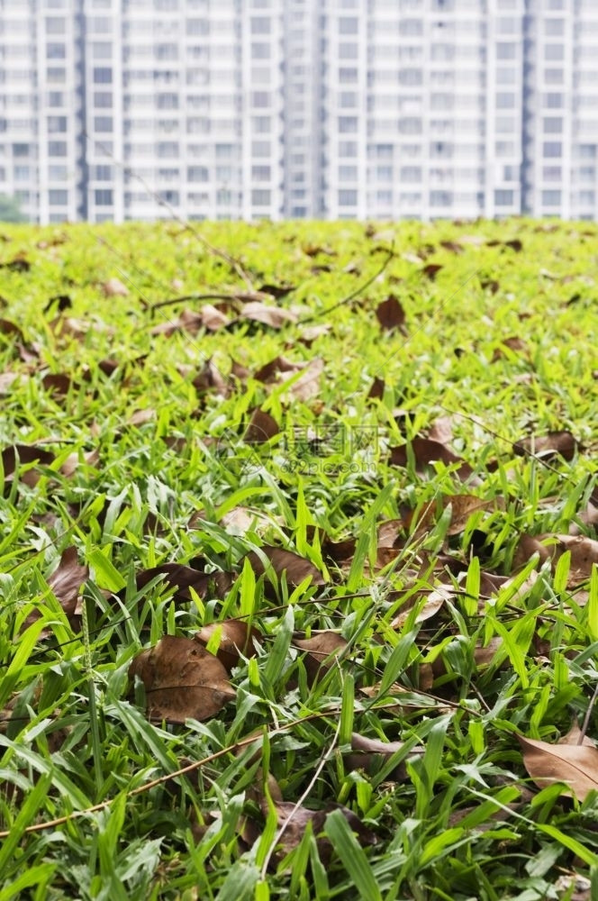 房屋具有住区块背景的草地前色城市的公寓图片