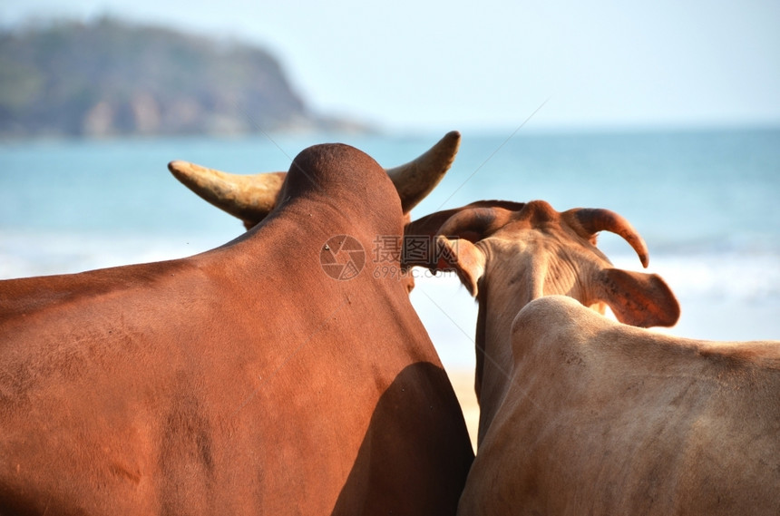 浪漫的柴金印度南果阿岛贡达海滩的两头奶牛印度人图片