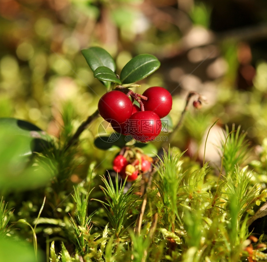 绿色健康苔藓草莓树脂图片