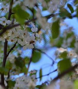 白色的刺痛在树上生长的小白蜜蜂鲜花自然图片