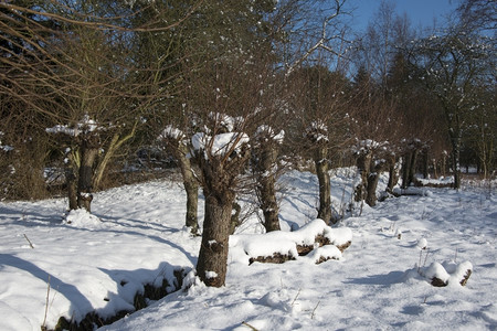 蓝色的树木冬季风景水边有雪和花粉柳高清图片