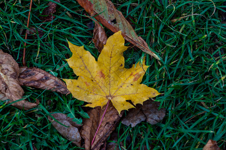 秋天枯萎的梧桐树叶图片