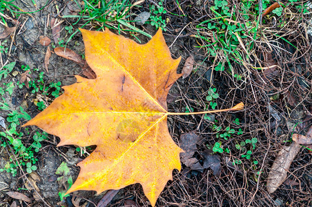 秋天枯萎的梧桐树叶背景图片