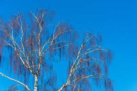 在日落之无叶不对着蓝色的天空连树上布满白叶干一种图片