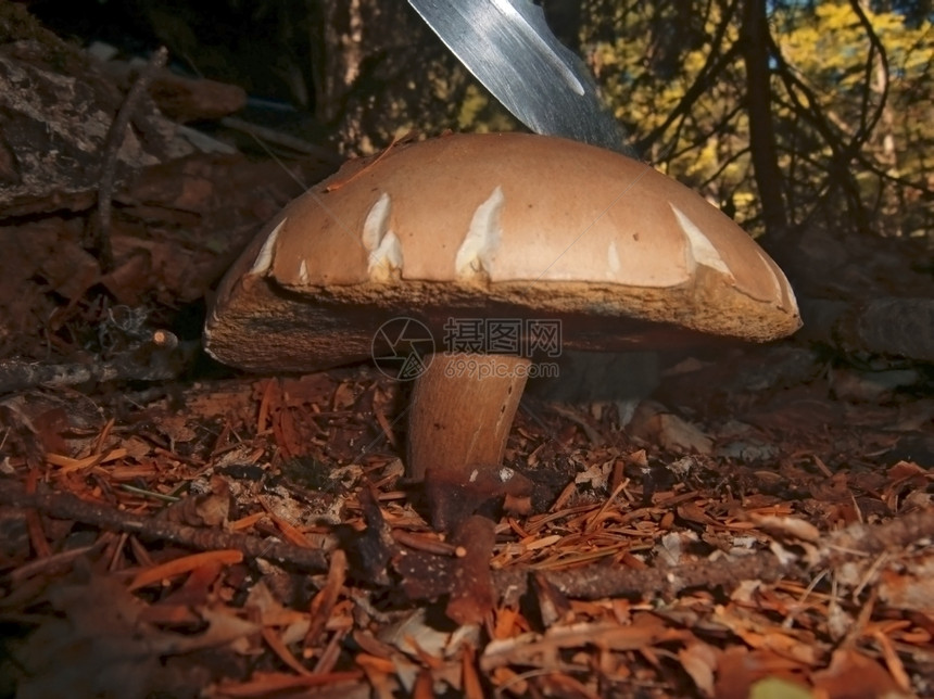 秋天森林里的棕色蘑菇和锋利的刀棕色木头地面图片