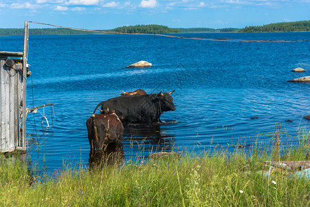 哺乳动物自然晴天在俄罗斯卡列利亚的Sunny日夏季在湖里洗澡的公牛图片