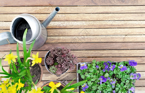植物在木质阳台的春季花盆上方视图一种木制的背景图片
