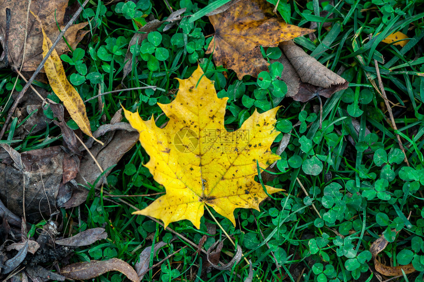 春一幕后地上的叶子秋天公园颜色图片
