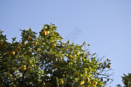 蓝天下的橙子树图片