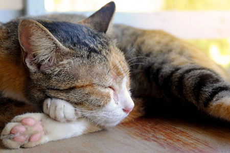 清晨睡觉的猫咪图片