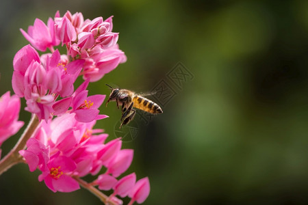 花朵上采花的蜜蜂图片