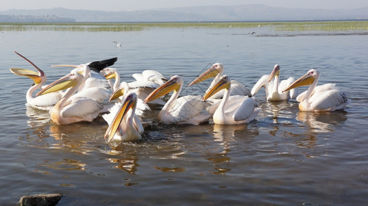 鹈鹕谷Awassa湖的大白佩利卡人埃塞俄比亚非洲路德维希鸳鸯伟大的背景