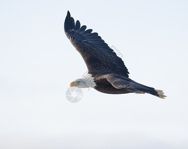 j秃鹰在海湾上空白飞翔亨德森阿拉斯加州图片