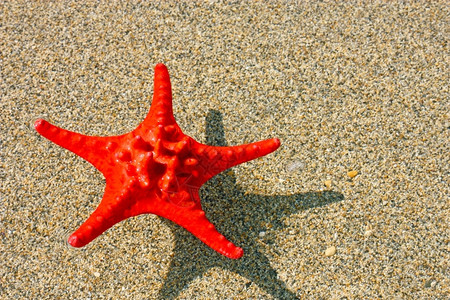 海滨浅水中带影子的美丽红海星色的棘皮动物背景图片