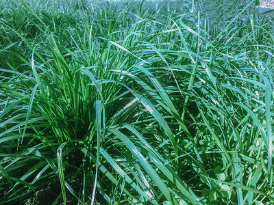 户外绿色夏季草原场地图片