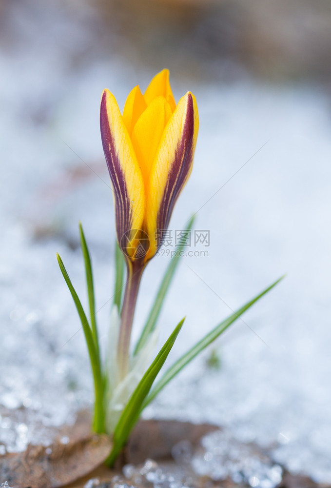 绿色雪上闪耀的黄花冠植物群春天图片