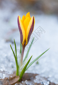 长花番红花绿色雪上闪耀的黄花冠植物群春天背景