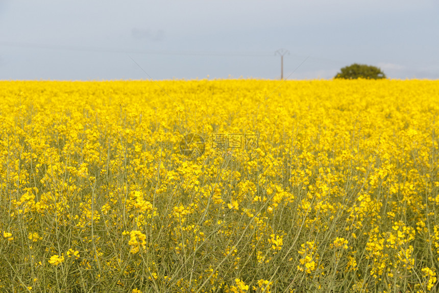 植物黄色的自然春天在布列塔尼带黄色花朵的甘蔗田图片