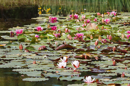 池塘里有粉红睡莲图片